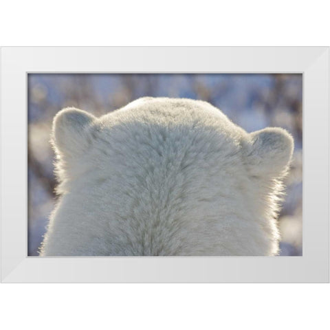 Canada, Churchill Back of polar bears head White Modern Wood Framed Art Print by Kaveney, Wendy