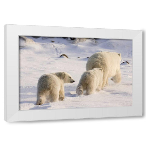 Canada, Churchill Polar bear cubs follow mother White Modern Wood Framed Art Print by Kaveney, Wendy