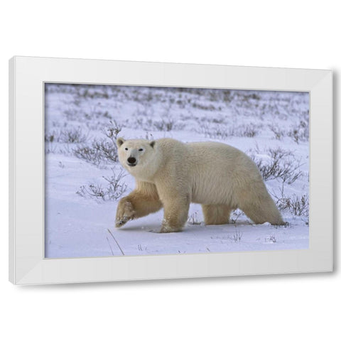 Canada, Wapusk NP Polar bear walking on tundra White Modern Wood Framed Art Print by Grall, Don