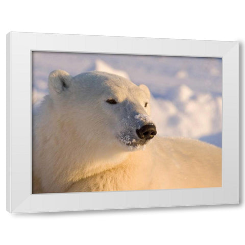 Canada, Manitoba, Churchill Polar bear White Modern Wood Framed Art Print by Kaveney, Wendy