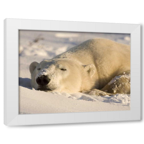Canada, Manitoba, Churchill Sleeping polar bear White Modern Wood Framed Art Print by Kaveney, Wendy