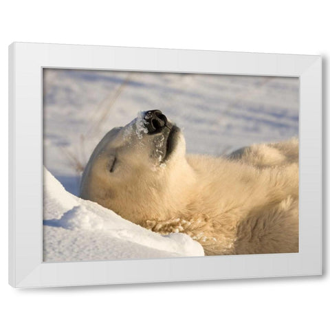 Canada, Manitoba, Churchill Sleeping polar bear White Modern Wood Framed Art Print by Kaveney, Wendy