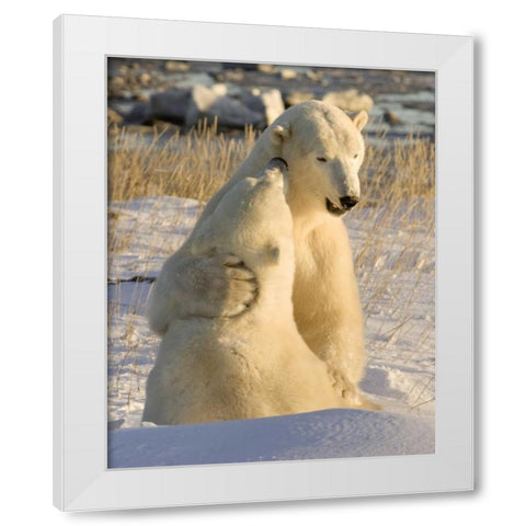 Canada, Churchill Sparring polar bears White Modern Wood Framed Art Print by Kaveney, Wendy