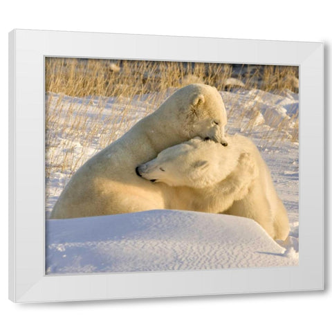Canada, Churchill Sparring polar bears White Modern Wood Framed Art Print by Kaveney, Wendy