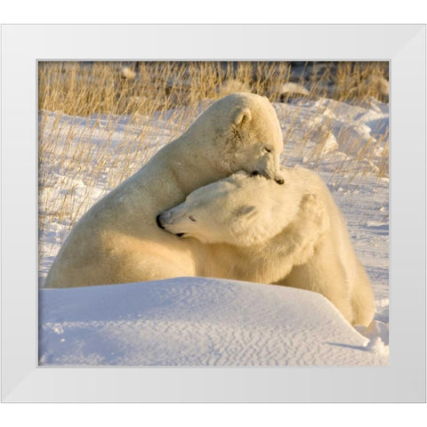 Canada, Churchill Sparring polar bears White Modern Wood Framed Art Print by Kaveney, Wendy