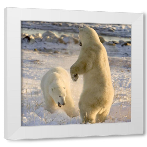 Canada, Churchill Sparring polar bears White Modern Wood Framed Art Print by Kaveney, Wendy