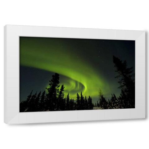 Canada, Manitoba Aurora borealis and trees White Modern Wood Framed Art Print by Illg, Cathy and Gordon