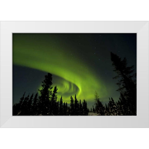 Canada, Manitoba Aurora borealis and trees White Modern Wood Framed Art Print by Illg, Cathy and Gordon