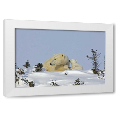 Canada, Manitoba, Wapusk Polar bear cub playing White Modern Wood Framed Art Print by Illg, Cathy and Gordon