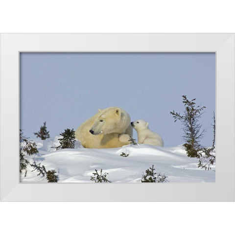 Canada, Manitoba, Wapusk Polar bear cub playing White Modern Wood Framed Art Print by Illg, Cathy and Gordon