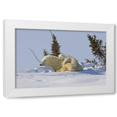 Canada, Wapusk NP Polar bear cub on mother White Modern Wood Framed Art Print by Illg, Cathy and Gordon