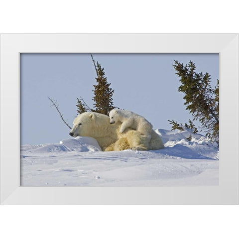 Canada, Wapusk NP Polar bear cub on mother White Modern Wood Framed Art Print by Illg, Cathy and Gordon