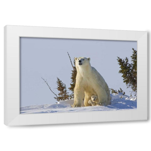 Canada, Wapusk NP Polar bear cub and mother White Modern Wood Framed Art Print by Illg, Cathy and Gordon