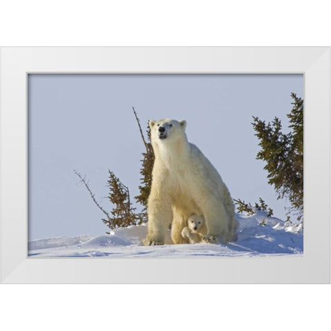 Canada, Wapusk NP Polar bear cub and mother White Modern Wood Framed Art Print by Illg, Cathy and Gordon