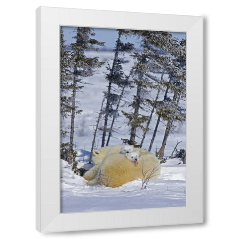 Canada, Wapusk NP Polar bear cubs and mother White Modern Wood Framed Art Print by Illg, Cathy and Gordon