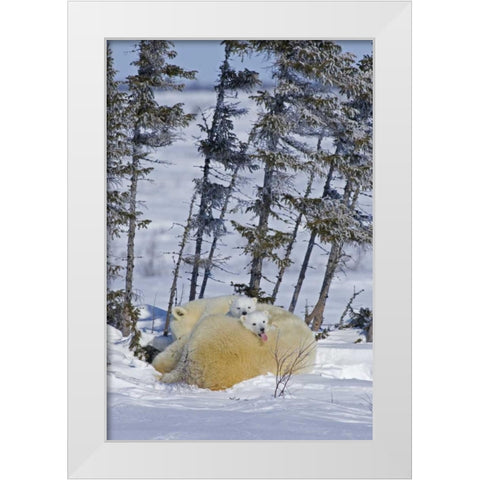 Canada, Wapusk NP Polar bear cubs and mother White Modern Wood Framed Art Print by Illg, Cathy and Gordon