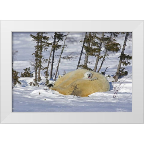 Canada, Manitoba, Wapusk NP Polar bear cub yawns White Modern Wood Framed Art Print by Illg, Cathy and Gordon