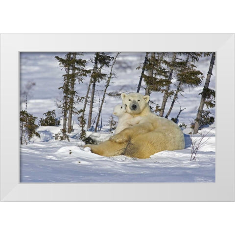 Canada, Manitoba, Wapusk Polar bear cub playing White Modern Wood Framed Art Print by Illg, Cathy and Gordon