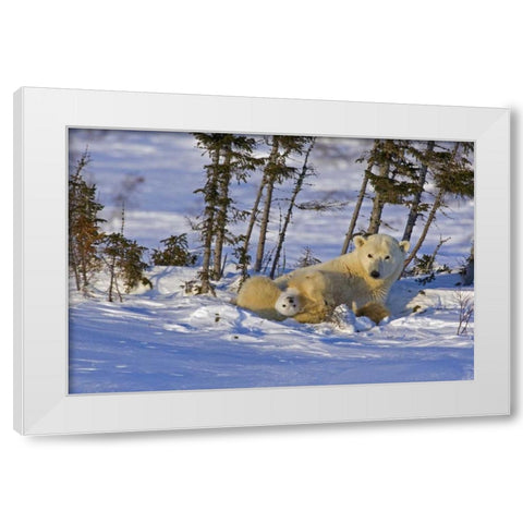 Canada, Wapusk NP Polar bear cub with its mother White Modern Wood Framed Art Print by Illg, Cathy and Gordon