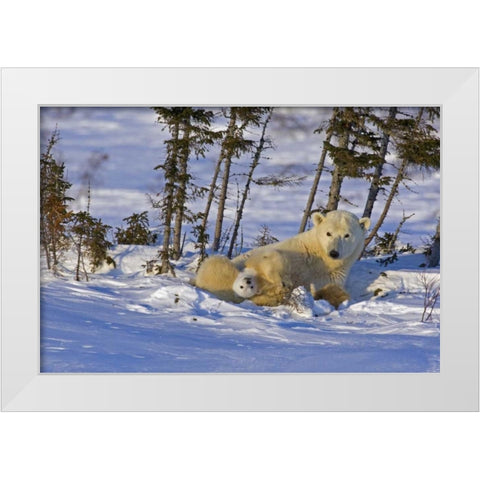 Canada, Wapusk NP Polar bear cub with its mother White Modern Wood Framed Art Print by Illg, Cathy and Gordon