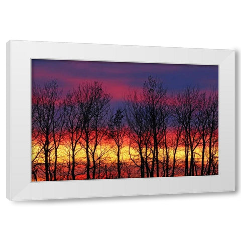 Canada, Matclock Trees and clouds at sunrise White Modern Wood Framed Art Print by Grandmaison, Mike