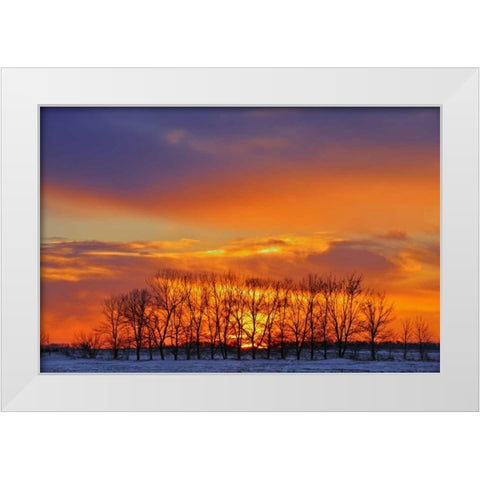 Canada, Altona Trees at sunrise on the prairie White Modern Wood Framed Art Print by Grandmaison, Mike