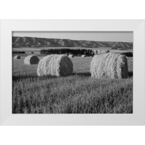 Canada, Manitoba, rolled hay bales in field White Modern Wood Framed Art Print by Grandmaison, Mike
