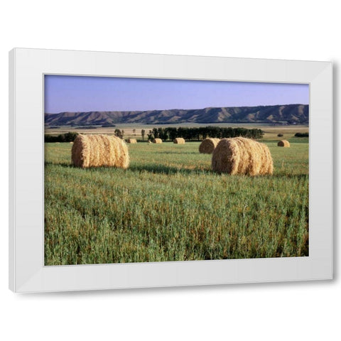 Canada, Manitoba, rolled hay bales in field White Modern Wood Framed Art Print by Grandmaison, Mike