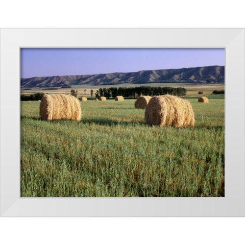 Canada, Manitoba, rolled hay bales in field White Modern Wood Framed Art Print by Grandmaison, Mike
