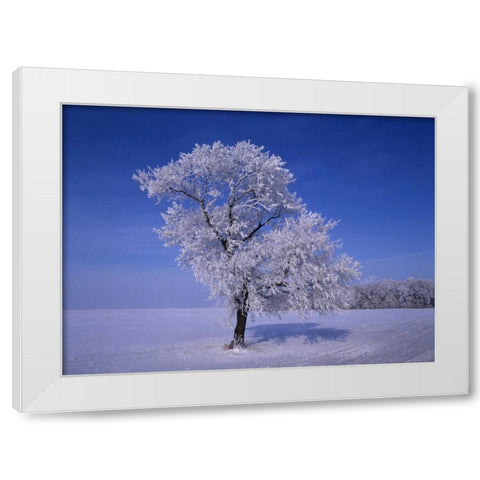 Canada, Dugald, hoarfrost on cottonwood trees White Modern Wood Framed Art Print by Grandmaison, Mike