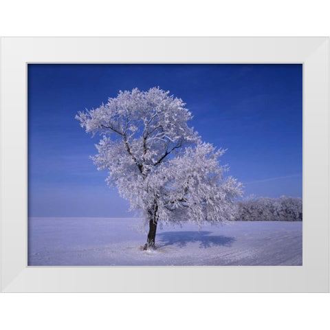 Canada, Dugald, hoarfrost on cottonwood trees White Modern Wood Framed Art Print by Grandmaison, Mike