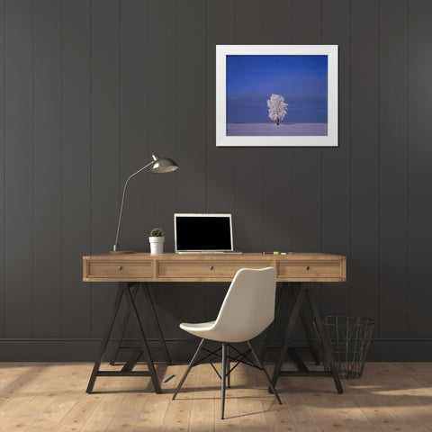 Canada, Dugald, hoarfrost on cottonwood trees White Modern Wood Framed Art Print by Grandmaison, Mike