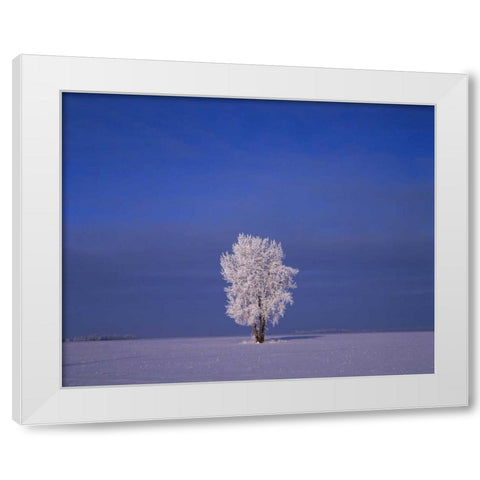 Canada, Dugald, hoarfrost on cottonwood trees White Modern Wood Framed Art Print by Grandmaison, Mike