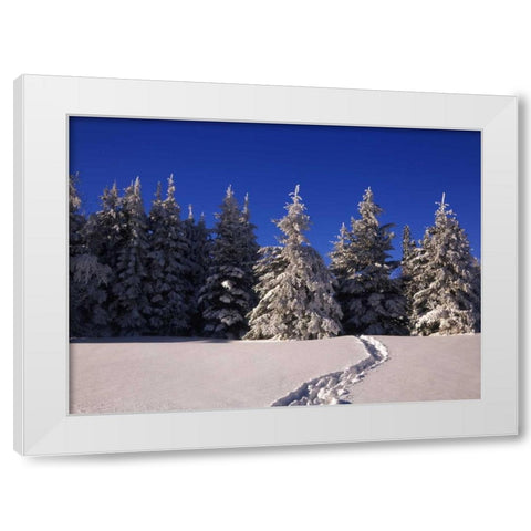 Canada, Manitoba, Riding Mountain NP White Modern Wood Framed Art Print by Grandmaison, Mike