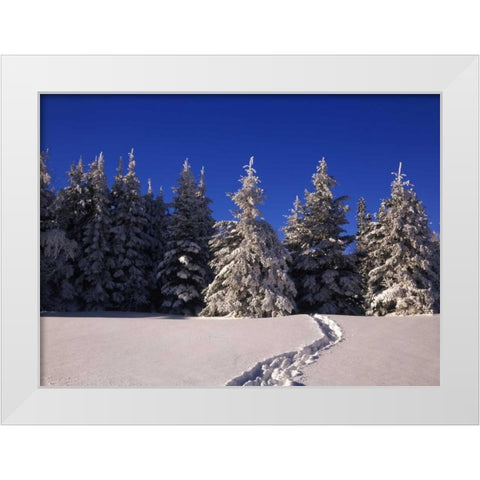 Canada, Manitoba, Riding Mountain NP White Modern Wood Framed Art Print by Grandmaison, Mike