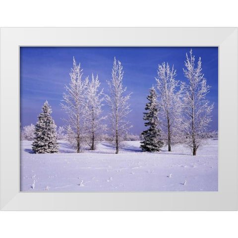 Canada, Manitoba, Birds Hill Provincial Park White Modern Wood Framed Art Print by Grandmaison, Mike