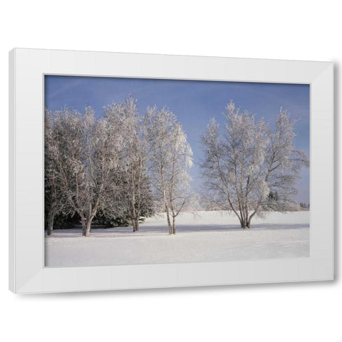 Canada, Manitoba, Birds Hill Provincial Park White Modern Wood Framed Art Print by Grandmaison, Mike