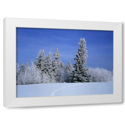 Canada, Manitoba, Birds Hill Provincial Park White Modern Wood Framed Art Print by Grandmaison, Mike