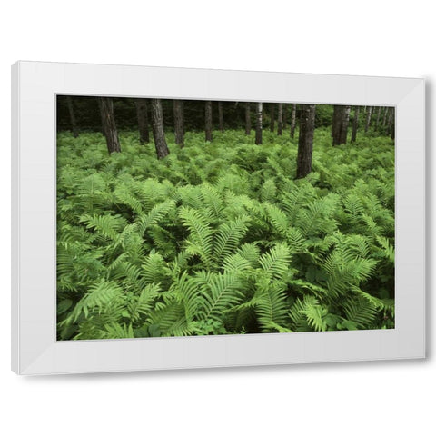 Canada, Birch River, ferns in the forest White Modern Wood Framed Art Print by Grandmaison, Mike