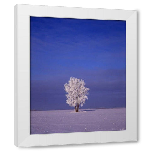 Canada, Dugald, hoarfrost on cottonwood tree White Modern Wood Framed Art Print by Grandmaison, Mike