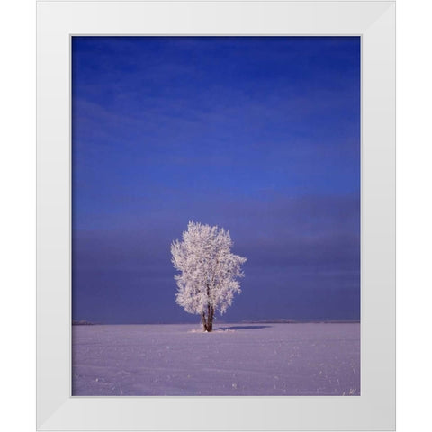Canada, Dugald, hoarfrost on cottonwood tree White Modern Wood Framed Art Print by Grandmaison, Mike