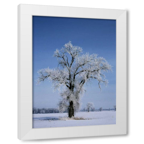 Canada, St Adolphe, hoarfrost on cottonwood tree White Modern Wood Framed Art Print by Grandmaison, Mike