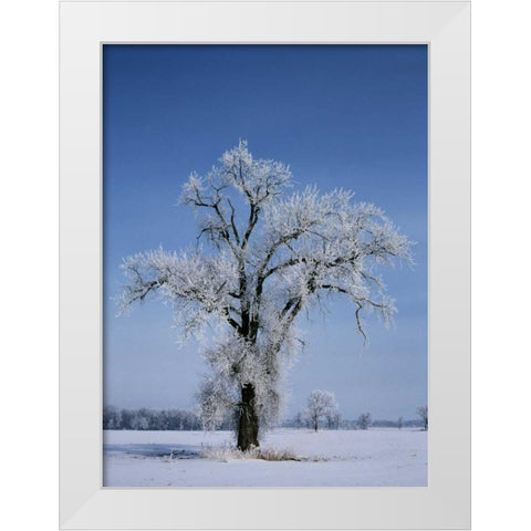 Canada, St Adolphe, hoarfrost on cottonwood tree White Modern Wood Framed Art Print by Grandmaison, Mike