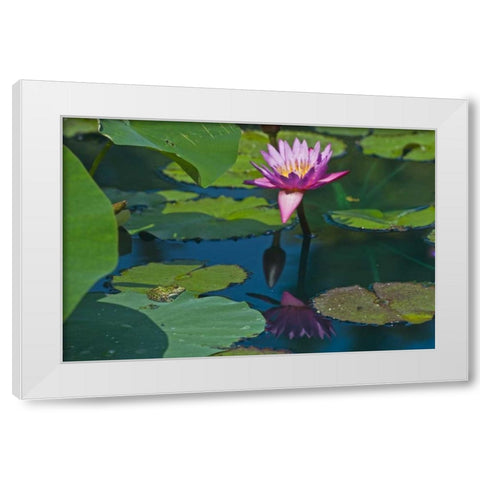 Canada, Manitoba, Winnipeg Frog on lily pad White Modern Wood Framed Art Print by Grandmaison, Mike