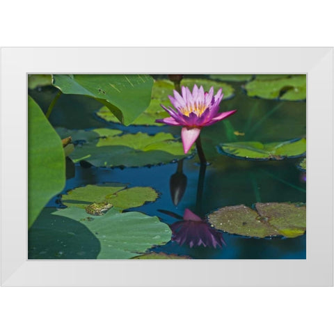 Canada, Manitoba, Winnipeg Frog on lily pad White Modern Wood Framed Art Print by Grandmaison, Mike