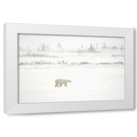 Canada, Churchill Polar bear walking on tundra White Modern Wood Framed Art Print by Grandmaison, Mike