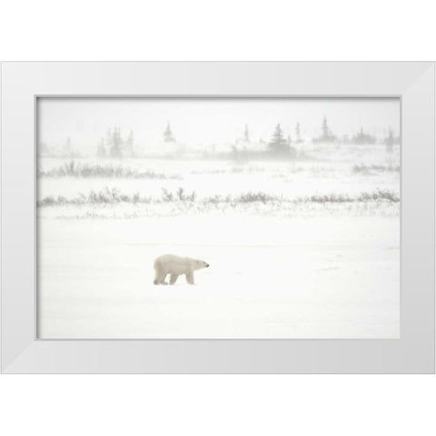 Canada, Churchill Polar bear walking on tundra White Modern Wood Framed Art Print by Grandmaison, Mike