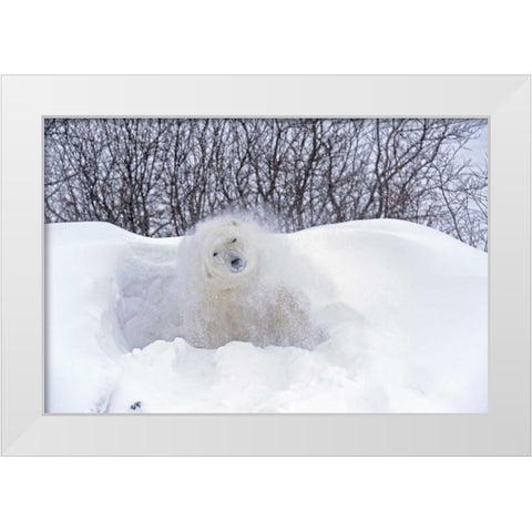 Canada, Churchill Polar bear shaking snow off White Modern Wood Framed Art Print by Grandmaison, Mike