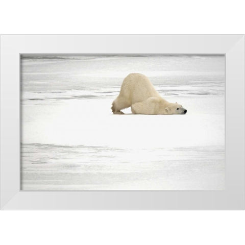 Canada, Churchill Polar bear scratching itself White Modern Wood Framed Art Print by Grandmaison, Mike