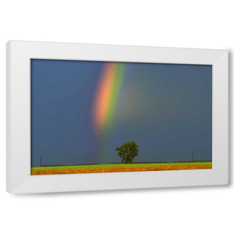 Canada, Dugald Rainbow and cottonwood tree White Modern Wood Framed Art Print by Grandmaison, Mike